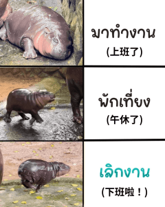 泰國爆紅河馬彈跳豬