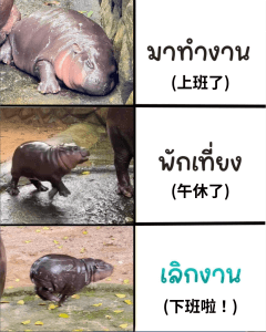 泰國爆紅河馬彈跳豬