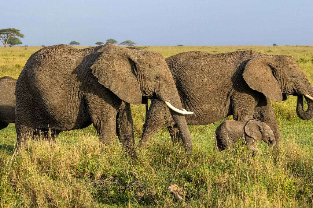 泰文翻譯 - 泰國的輪廓像一隻「大象」？