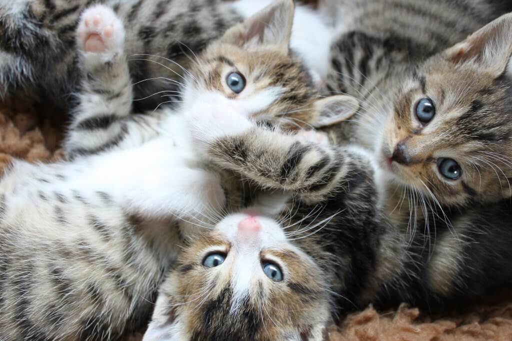 越南文翻譯 - 越南的十二生肖裡有貓？